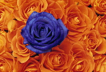 Rose, Rosa, Single Blue flower in mass or orange blooms.