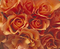 Rose, Rosa, Close up of mass of peach coloured flowers.