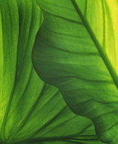 Leaf, Green subject, Detail of back lit leaves showing pattern.