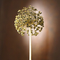 Allium, Studio shot of seedhead.