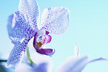 Orchid, Moth orchid, Phalaenopsis, Studio shot offlower against blue background.