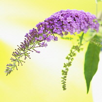 Buddleja, Studio shot of purple coloured flower against yellow background.