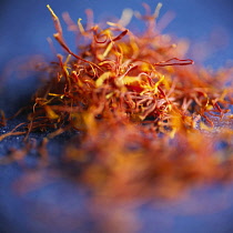 Crocus, Saffron crocus, Crocus sativus, Studio shot of orange coloured herb.