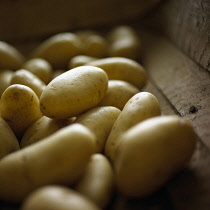 Potato, Solanum tuberosum 'Charlotte', Yellow subject.