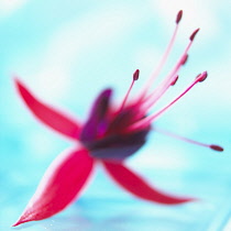 Fuchsia, Red subject, Studio shot of red Flower against turquoise background.