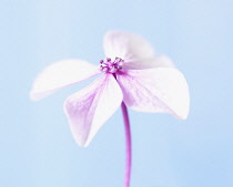 Hydrangea, Studio shot of pink coloured flower against a blue background.