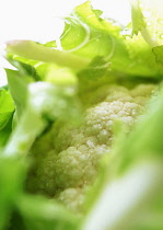 Cauliflower, Brassica oleracea botrytis, Studio shot of vegetable.