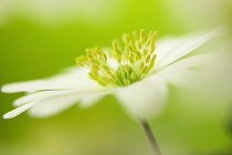 Anemone, Anemone blanda, Side view of single white flowers growing outdoor.