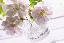 Rose, Rosa 'Paul's Himalayan Musk', Three pink cut flowers in glass jar.