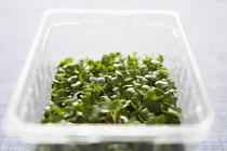 Cress, Lepidium sativum, Green cress growing in plastic container.