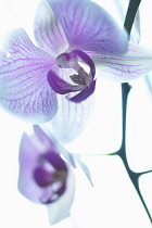 Orchid, Moth orchid, Phalaenopsis, Mauve subject, White background.