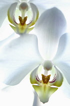 Orchid, Moth orchid, Phalaenopsis, Studio shot of white coloured flowers.