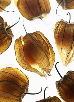 Cape gooseberry, Physalis, Studio shot of backlit fruit.