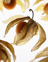 Cape gooseberry, Physalis, Studio shot of backlit fruit