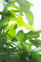 Rocket, Eruca sativa, Studio shot of green salad leaves.