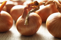 Onion, Allium cepa, Studio shot of several onions.