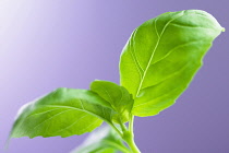 Basil, Ocimum basilicum, Studio shot of green coloured herb against purple background.