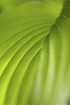 Hosta, Studio close up of green leaf showing pattern.