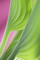 Hosta, Studio close up of green leaf showing pattern.