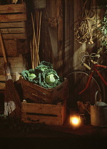 Cabbage, Savoy cabbage, Brassica oleracea subauda, Green vegetable on wooden grate in shed.