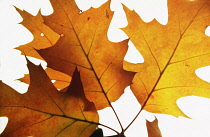 Oak, Pin oak, Quercus palustris, Studio shot of backlit leaves.