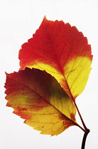 Virginia creeper, Parthenocissus quinquefolia, Studio shot of backlit leaves.