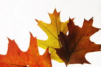 Oak, Pin oak, Quercus palustris, Studio shot of backlit leaves.