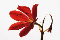 Scarborough lily, Cyrtanthus elatus, Orange subject, White background.