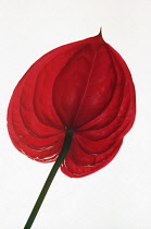 Painter's palette, Anthurium andraeanum, Studio shot of red flower fom behind.