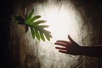 Abstract of hand reaching for foliage.