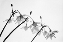 Amazon lily, Eucharis amazonica, Black & white studio shot.