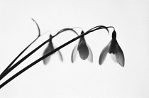 Snowdrop, Galanthus nivalis, Black & white studio shot.