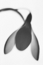 Snowdrop, Galanthus nivalis, Black & white studio shot.