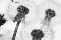 Dandelion clock, Taraxacum officinale, Black & white studio shot.