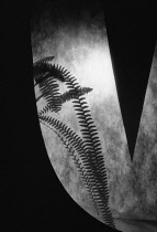 Fern, Black & white studio shot.