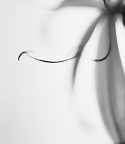 Unidentified flower detail ,Black & white studio shot.