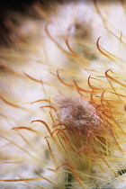 Cactus, Parodia mutabilis, Close up detail of flower stamen.