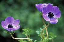 Anemone, Anemone coronaria 'De Caen', Three purple coloured Flowers growing outdoor.