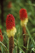 Red hot poker, Kniphofia, Two red and yellow coloured flowers growing outdoor.