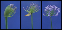 Agapanthus, Studio shot of purple coloured flower against blue background.