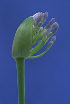 Agapanthus, Studio shot of purple coloured flower against blue background.