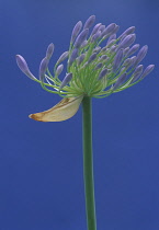 Agapanthus, Studio shot of purple coloured flower against blue background.