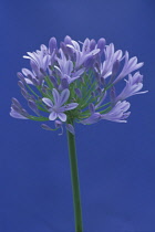 Agapanthus, Studio shot of purple coloured flower against blue background.