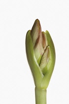 Amaryllis, Amaryllidaceae Hippeastrum, breaking flower head on stem against a pure white background.