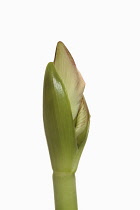 Amaryllis, Amaryllidaceae Hippeastrum, breaking flower head on stem against a pure white background.