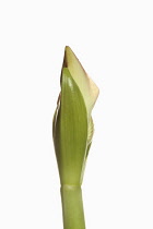 Amaryllis, Amaryllidaceae Hippeastrum, breaking flower head on stem against a pure white background.