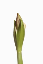 Amaryllis, Amaryllidaceae Hippeastrum, breaking flower head on stem against a pure white background.