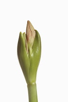 Amaryllis, Amaryllidaceae Hippeastrum, breaking flower head on stem against a pure white background.