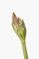 Amaryllis, Amaryllidaceae Hippeastrum, breaking flower head on stem against a pure white background.