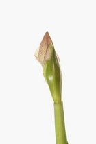 Amaryllis, Amaryllidaceae Hippeastrum, breaking flower head on stem against a pure white background.